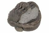 Wide, Enrolled Eldredgeops Trilobite - Ohio #221202-3